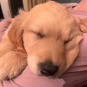 Meet your Posher, Anik